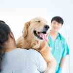 why vets take dogs to the back