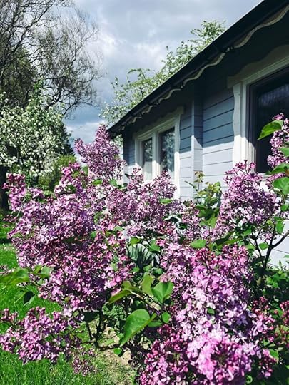 Lilablühender Flieder vor hellblauer Gartenlaube