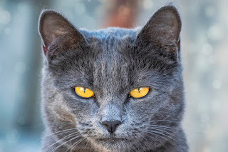 Human, you will obey me.