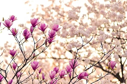 Closeup of pink magnolia blossoms