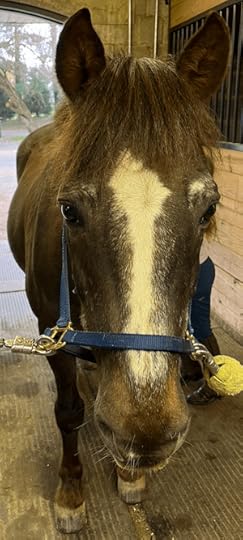 A beautiful old horse with young eyes