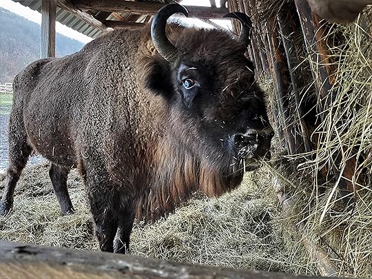 Zimbrii de la Hateg, Hunedoara