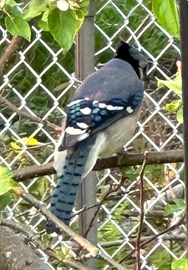 Blue Jay