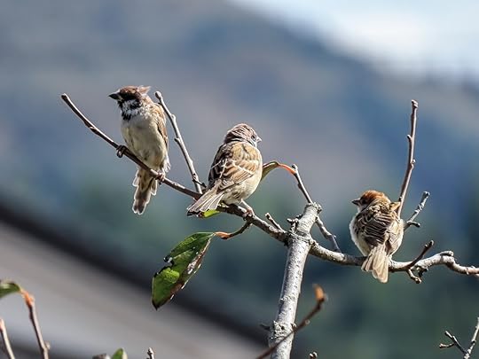 Three Little Birds