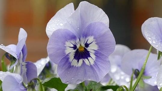 Pale blue pansy with a darker blue center