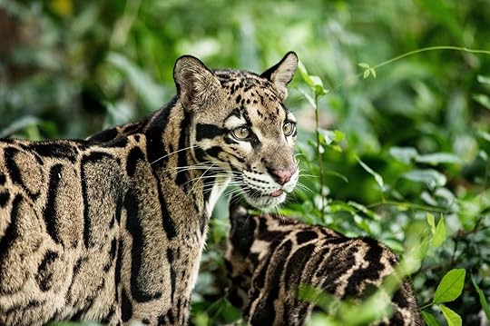 unique safaris rare mammals wildlife tours - clouded leopard
