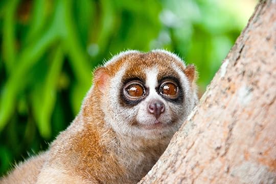 unique safaris slow loris rare mammals borneo