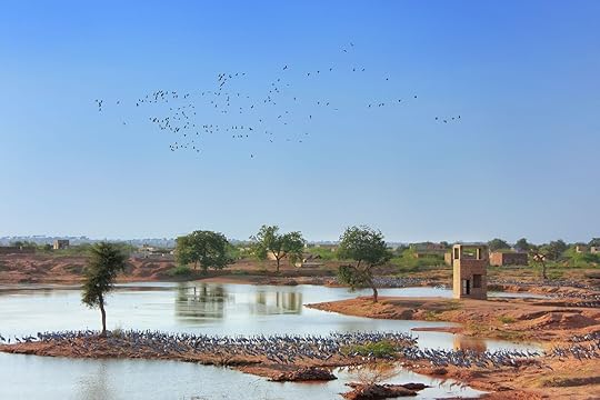 unique safaris rare mammals - india village