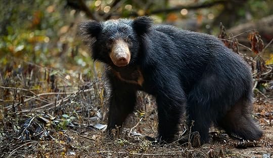 sloth bear in Sri Lanka - rare mammals