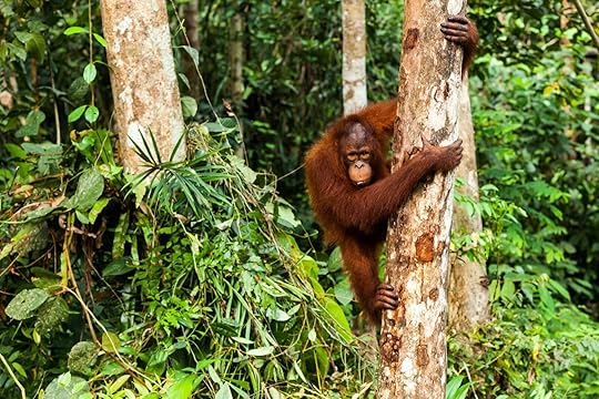 borneo organutan unique safaris
