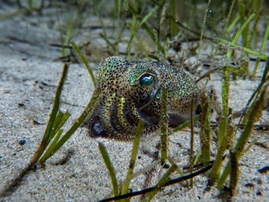 Night snorkel at Teahouse Reef, Dumpling Squid, Pygmy Leatherjacket, 23 Apr