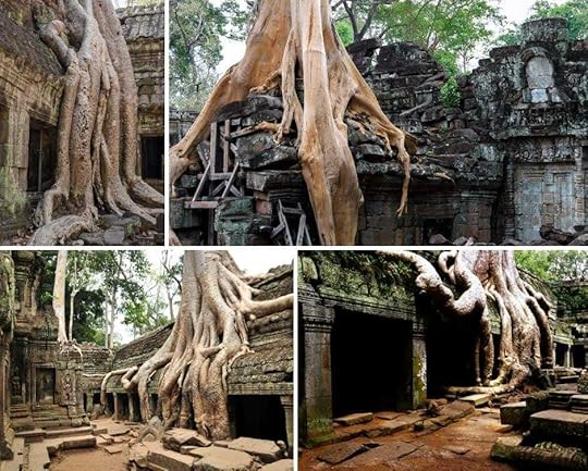 At Ta Phom temple - the tomb raider temple - the temple ruins were being swallowed by the jungle before they were rediscovered