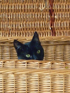 Panzer says, Now I'll find something else for you.