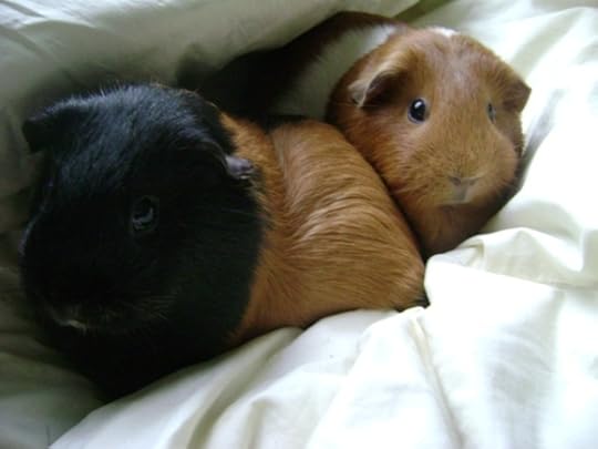 Rachel E Smith guinea pigs Murderface and Pickles