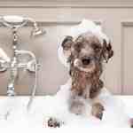 skunked dog bath