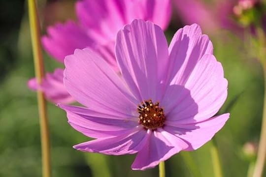 close-up of a pale purple Cosmos flower open