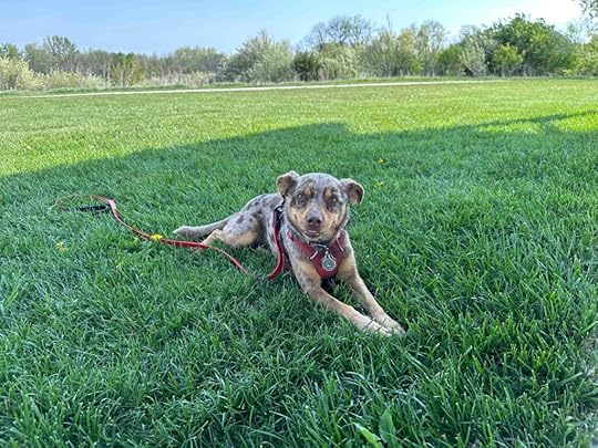 resting in the grass at Prairie Oak Metro Park