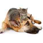 ringworm affects kittens and old pets
