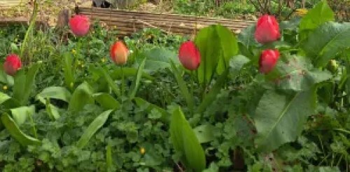 tulips surrounded by weeds