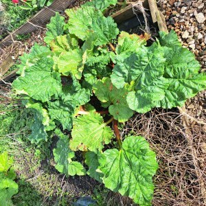 photo of rhubarb growing in the ground