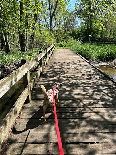 crossing bridge to trails