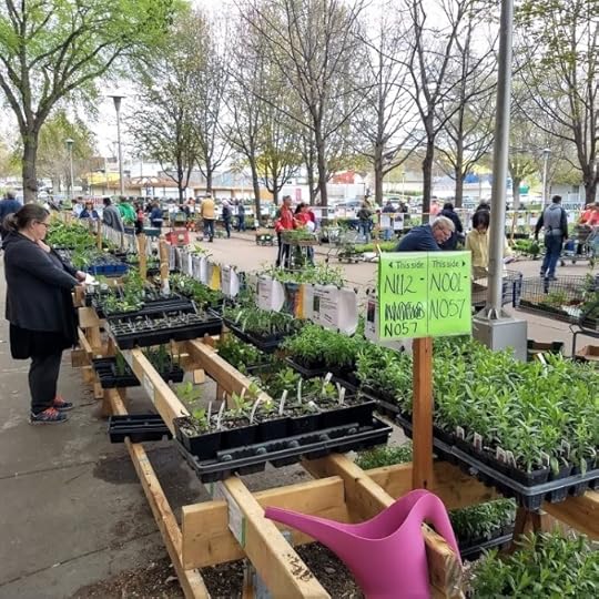 Outdoor plant sale with tables full of small potted plants
