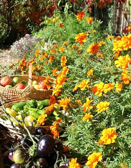 Harvest baskets full of tomatoes next to a row of marigolds