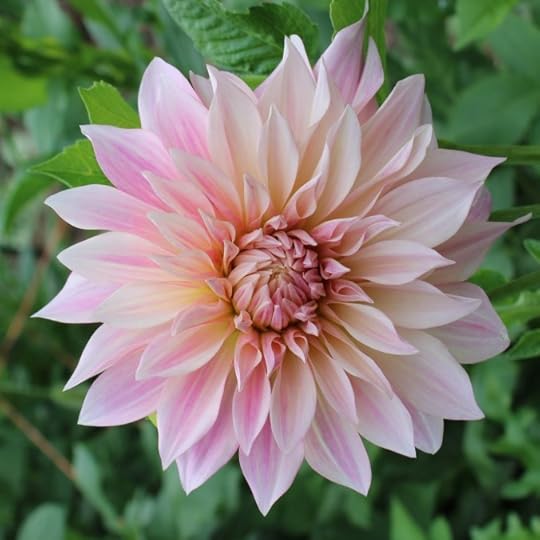 A close up image of a light pink dahlia