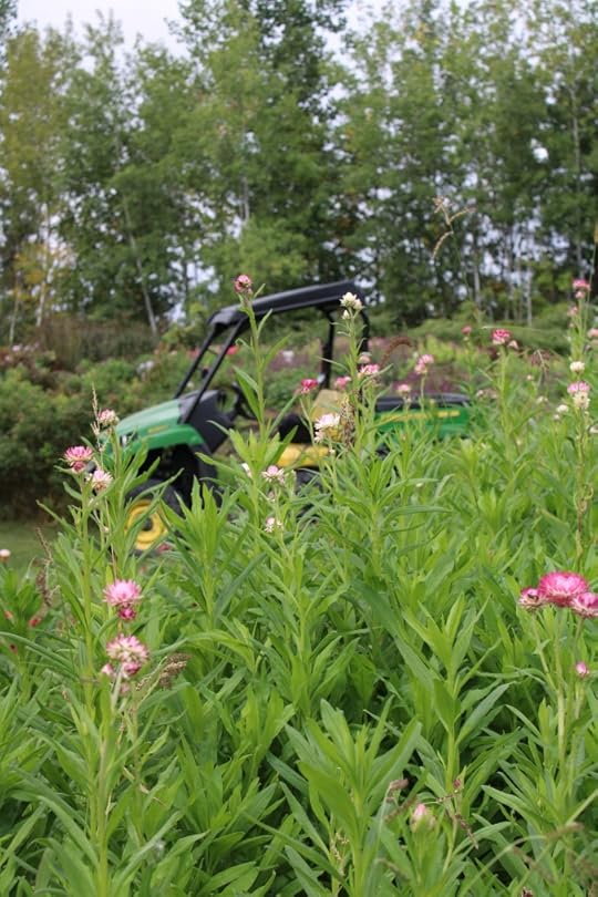 A gator vehicle sits nearly hidden behind a bed of straw flowers
