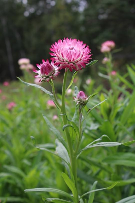Straw Flower in bloom out in a flower field