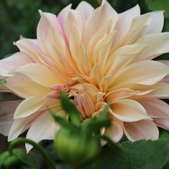 Large close up of a dahlia flower in bloom