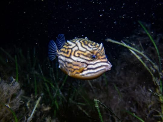 Night snorkel at Blairgowrie Pier, Sat 27 April