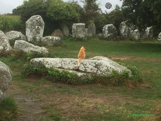 Cat sitting on a rock staring at a visitor.