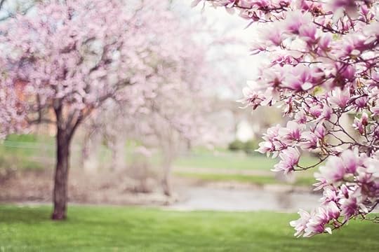 Magnolia trees in blossom in a green park with a pond in the background.