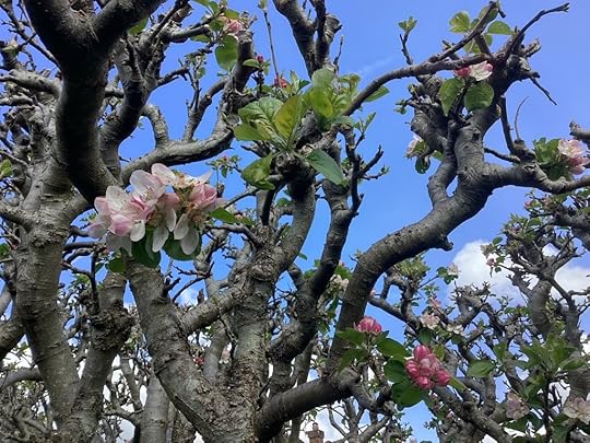 Apple blossoms