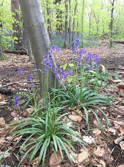 Bluebells