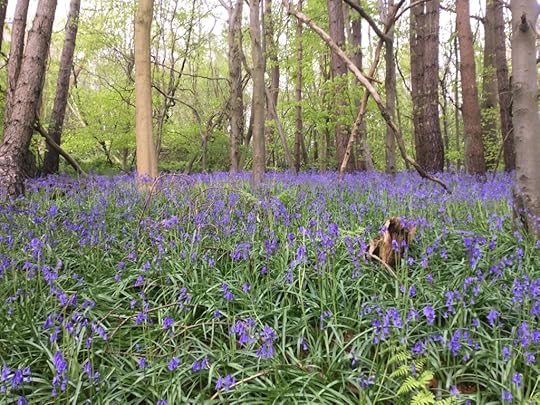 Bluebells