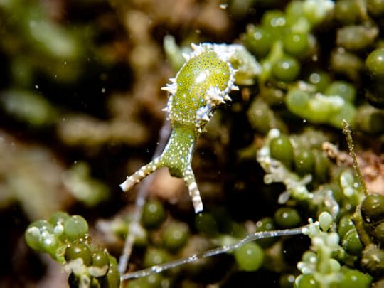Sapsucking sea slugs at Beaumaris, 4 May