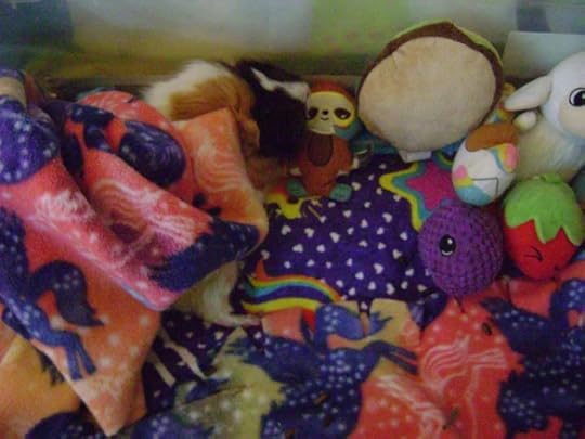 Rachel E Smith guinea pig Snuffy