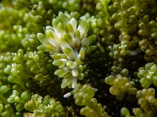 Cryptic Sacoglossum in Port Phillip Bay, Sacoproteus smaragdinus, 5 May