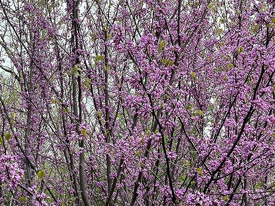 Closeup of a redbud tree in bloom.