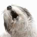 why dogs howl