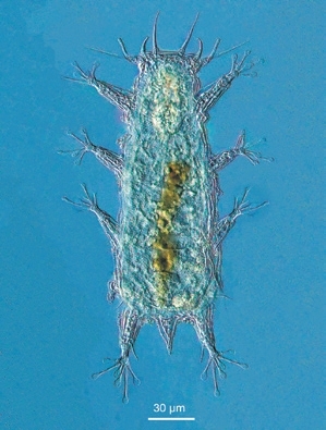 Batillipes Chandrayaani