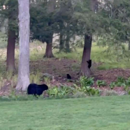 photo of a mama bear and cubs in woods