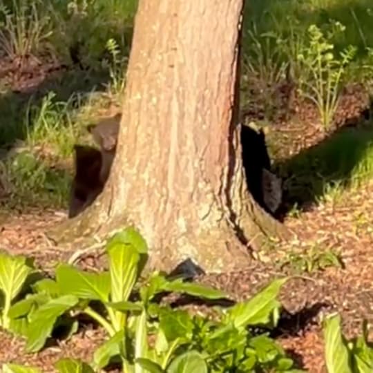 photo of a mama bear and cubs in woods