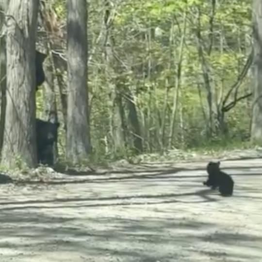 photo of a mama bear and cubs in woods