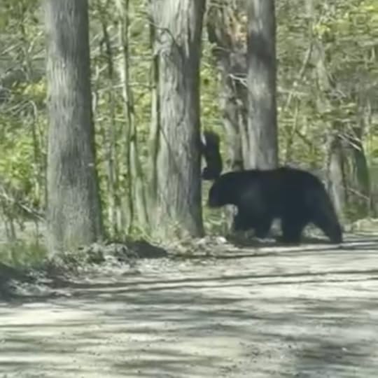 photo of a mama bear and cubs in woods