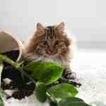 cat gravity experiments