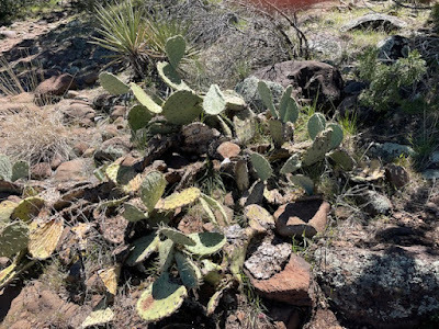 cacti along Airport Loop Trail in Sedona, Arizona