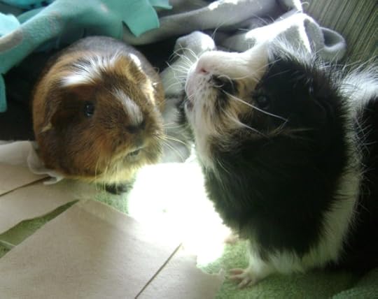 Rachel E Smith guinea pigs Peregrine and Finny
